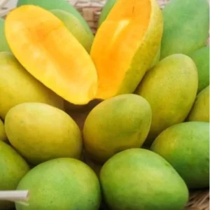 Dasheri Mango Tree Grafted Live Plant - 2-4 Feet Tall - Outdoor Fruit Tree - Image 1