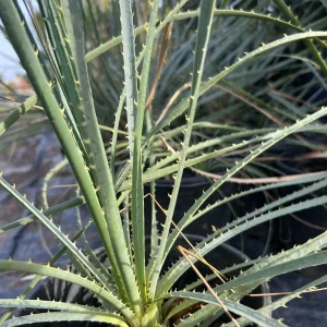 Dasylirion Wheeler Live Plant – 6 inch Pot – Outdoor Garden Plant - Image 2