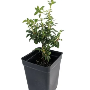 David Fuchsia Live Plant - 2.5