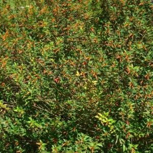 David Verity Cuphea Live Plants – Set of 2 – 4-6