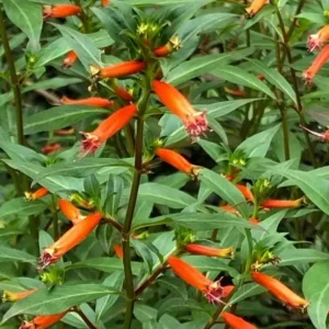 David Verity Cuphea Live Plants – Set of 2 – 4-6" Tall – Attract Hummingbirds - Image 2