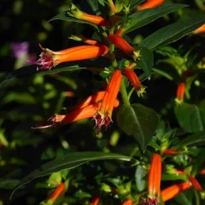 David Verity Cuphea Live Plants – Set of 2 – 4-6