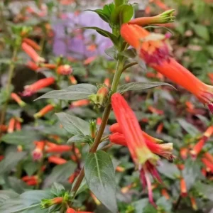 David Verity Cuphea Live Plants – Set of 2 – 4-6