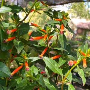 David Verity Cuphea Live Plants – Set of 2 – 4-6