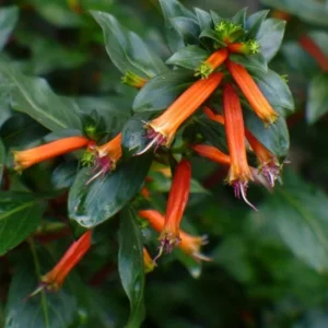 David Verity Cuphea Live Plants – Set of 2 – 4-6" Tall – Attract Hummingbirds - Image 1