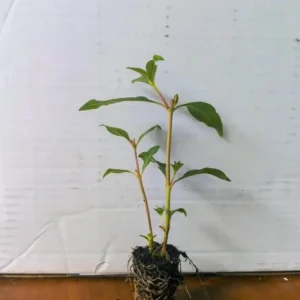 David Verity Cuphea Live Plants – Set of 2 – 4-6