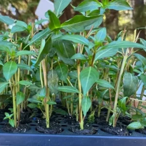 David Verity Cuphea Live Plants – Set of 2 – 4-6