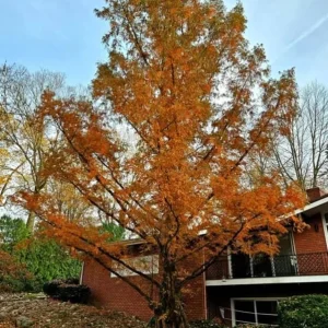 Dawn Redwood Live Plant – 8-12 inch Seedling, Fast-Growing Shade Tree, Outdoor - Image 10