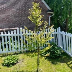 Dawn Redwood Live Plant – 8-12 inch Seedling, Fast-Growing Shade Tree, Outdoor - Image 3