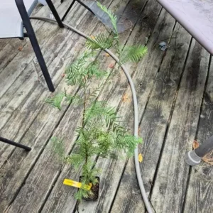 Dawn Redwood Live Plant – 8-12 inch Seedling, Fast-Growing Shade Tree, Outdoor - Image 5