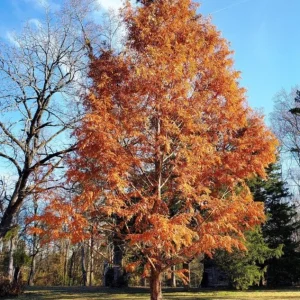 Dawn Redwood Live Plant – 8-12 inch Seedling, Fast-Growing Shade Tree, Outdoor - Image 6