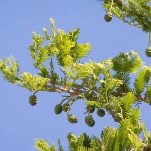 Dawn Redwood Live Plant – 8-12 inch Seedling, Fast-Growing Shade Tree, Outdoor - Image 1