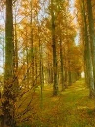 Dawn Redwood Live Plant - Metasequoia Glyptostroboides - Quart Pot - Outdoor Tree - Image 1