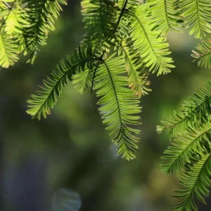 Dawn Redwood Live Plant – Quart Pot – Deciduous Conifer Tree – Outdoor - Image 2