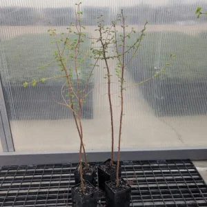 Dawn Redwood Live Plant – Quart Pot – Deciduous Conifer Tree – Outdoor - Image 5