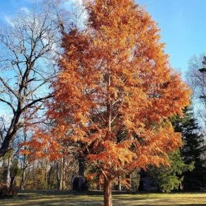 Dawn Redwood Live Plant – Quart Pot – Deciduous Conifer Tree – Outdoor - Image 7