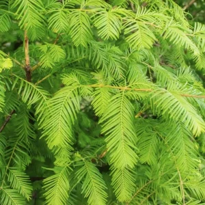 Dawn Redwood Live Plant – Quart Pot – Deciduous Conifer Tree – Outdoor - Image 1