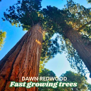 Dawn Redwood Trees - Metasequoia glyptostroboides - Bare Root - 1-2 ft Tall - Fast Growing Outdoor - Image 2