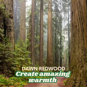 Dawn Redwood Trees - Metasequoia glyptostroboides - Bare Root - 1-2 ft Tall - Fast Growing Outdoor - Image 3