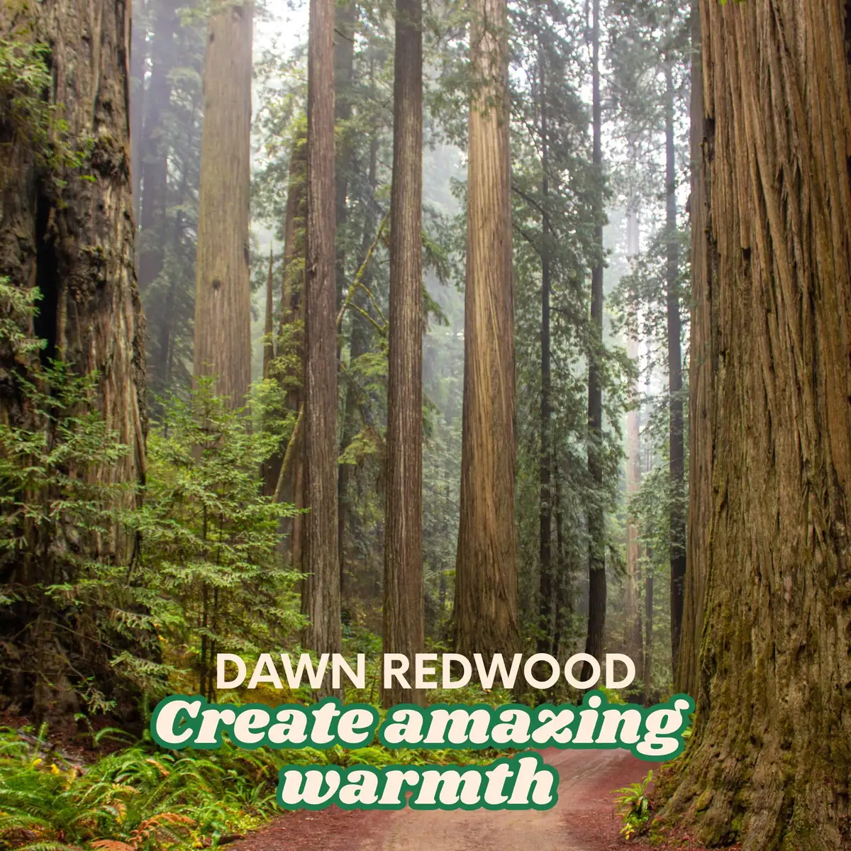 Dawn Redwood Trees - Metasequoia glyptostroboides - Bare Root - 1-2 ft Tall - Fast Growing Outdoor - Image 3