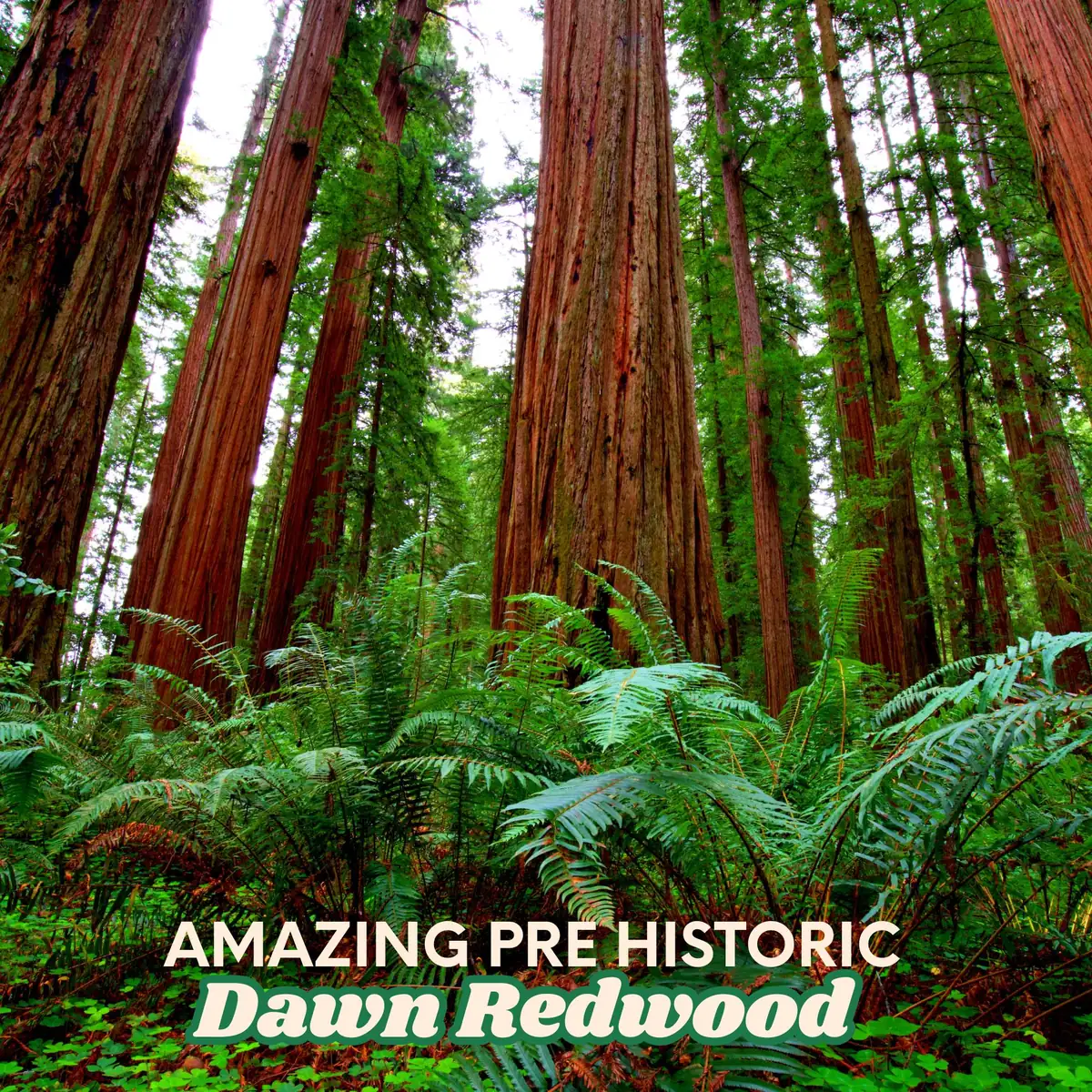 Dawn Redwood Trees - Metasequoia glyptostroboides - Bare Root - 1-2 ft Tall - Fast Growing Outdoor - Image 1