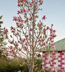 Daybreak Magnolia Tree Live Plant – 2-3 ft Tall – 3 Gallon Container – Outdoor - Image 1