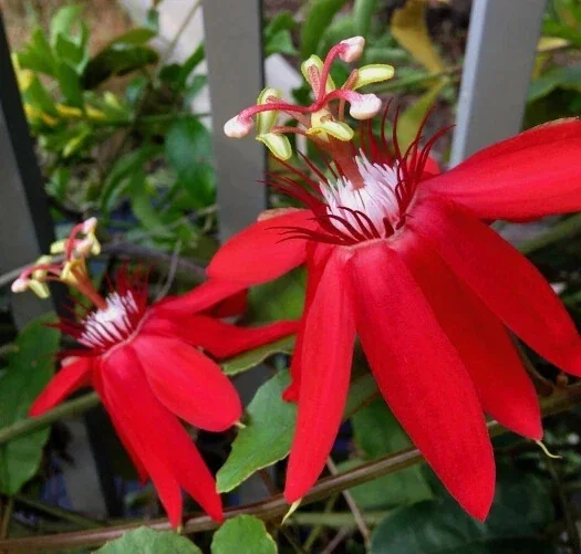 Deep Red Passiflora Live Plant – Edible Green-Yellow Passion Fruit Vine, USDA Zones 9+ - Image 2