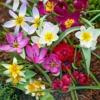 Deer Resistant Tulip Bulbs Wildflower Mixture - Easy Grow Species Tulips - USDA Zones 2-10 - Image 1