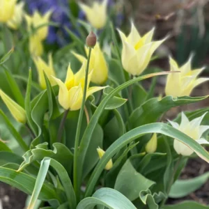 Deer Resistant Tulip Bulbs Wildflower Mixture - Easy Grow Species Tulips - USDA Zones 2-10 - Image 4