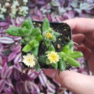 Delosperma echinatum Pickle Plant Succulent Live Plant Indoor/Outdoor - Image 2
