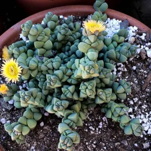 Delosperma lehmannii Live Plant – Alien Ice Plant Succulent – 2.5" Pot - Image 2
