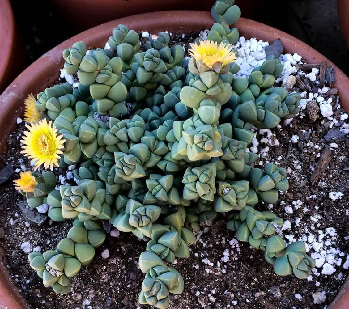 Delosperma lehmannii Live Plant – Alien Ice Plant Succulent – 2.5" Pot - Image 2