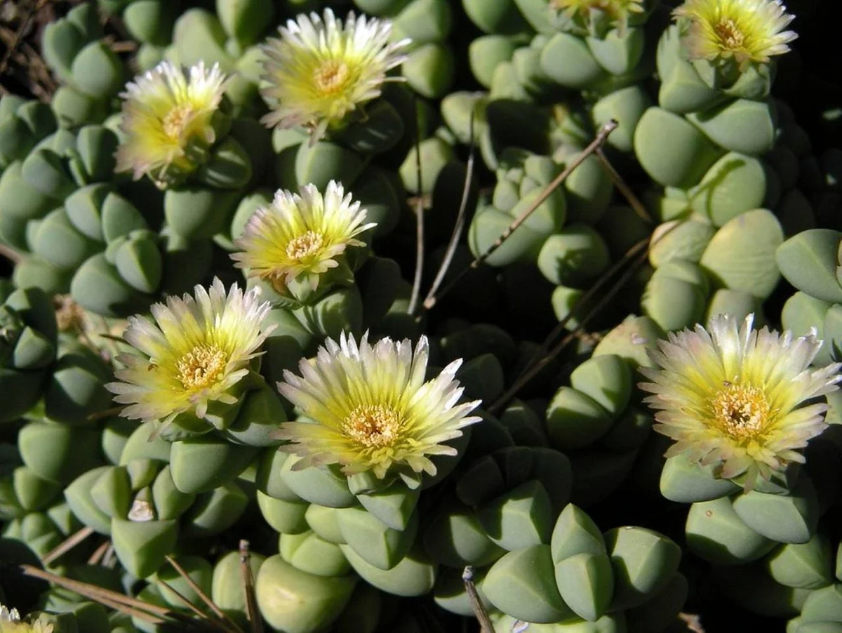 Delosperma lehmannii Live Plant – Alien Ice Plant Succulent – 2.5" Pot - Image 3