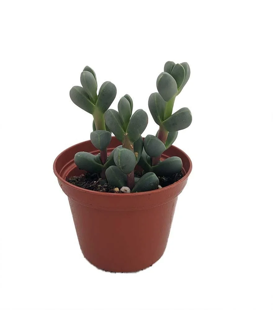 Delosperma lehmannii Live Plant – Alien Ice Plant Succulent – 2.5" Pot - Image 1