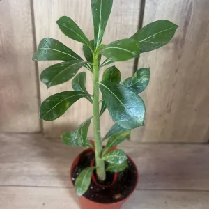Desert Rose Adenium Live Plant - White, Red, Pink Flowers, 4 inch Pot - Image 10