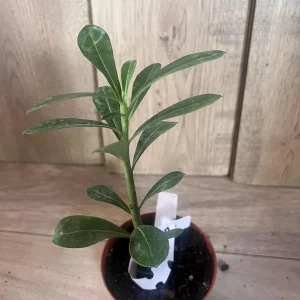 Desert Rose Adenium Live Plant - White, Red, Pink Flowers, 4 inch Pot - Image 7