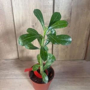 Desert Rose Adenium Live Plant - White, Red, Pink Flowers, 4 inch Pot - Image 9