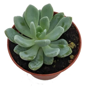 Desert Rose Echeveria Live Plant - Succulent 2.5" Pot - Indoor/Outdoor - Image 2