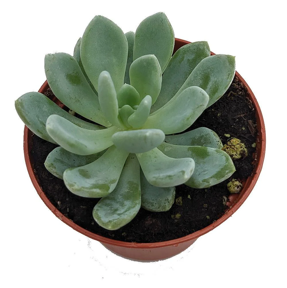 Desert Rose Echeveria Live Plant - Succulent 2.5" Pot - Indoor/Outdoor - Image 2