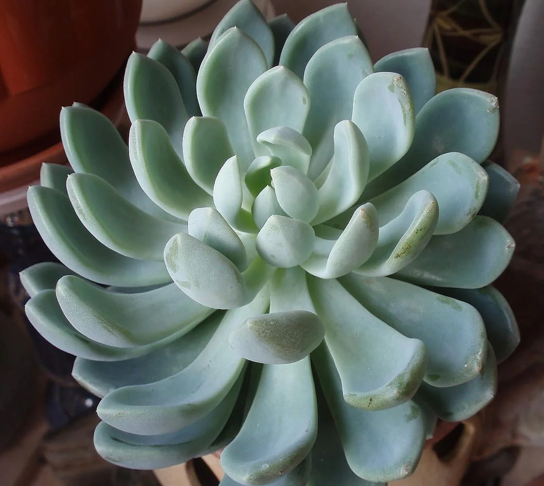 Desert Rose Echeveria Live Plant - Succulent 2.5" Pot - Indoor/Outdoor - Image 3