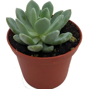 Desert Rose Echeveria Live Plant - Succulent 2.5" Pot - Indoor/Outdoor - Image 1