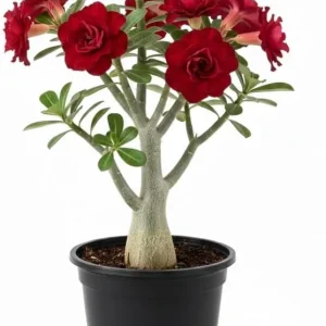Desert Rose Live Plant 4-8" Tall - Hardy Flowering Succulent, Assorted Flowers, Indoor/Outdoor - Image 2