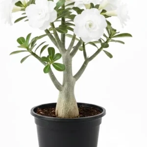 Desert Rose Live Plant 4-8