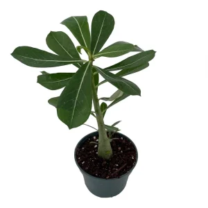 Desert Rose Plant - Adenium obesum Live Succulent - Pink Flowers - 4" Pot - Image 2