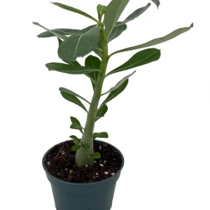 Desert Rose Plant - Adenium obesum Live Succulent - Pink Flowers - 4