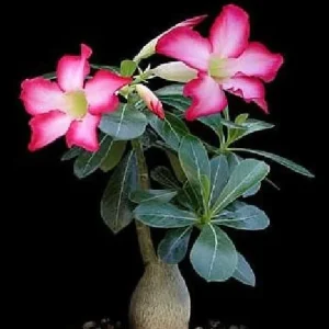 Desert Rose Plant - Adenium obesum Live Succulent - Pink Flowers - 4