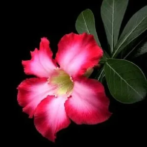 Desert Rose Plant - Adenium obesum Live Succulent - Pink Flowers - 4