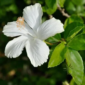 Diana Rose of Sharon Althea Live Plant - Quart Pot Shrub, Flowering Hedge - Image 4