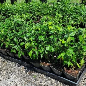 Diana Rose of Sharon Althea Live Plant - Quart Pot Shrub, Flowering Hedge - Image 7