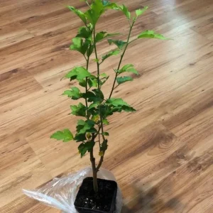 Diana Rose of Sharon Althea Live Plant - Quart Pot Shrub, Flowering Hedge - Image 8